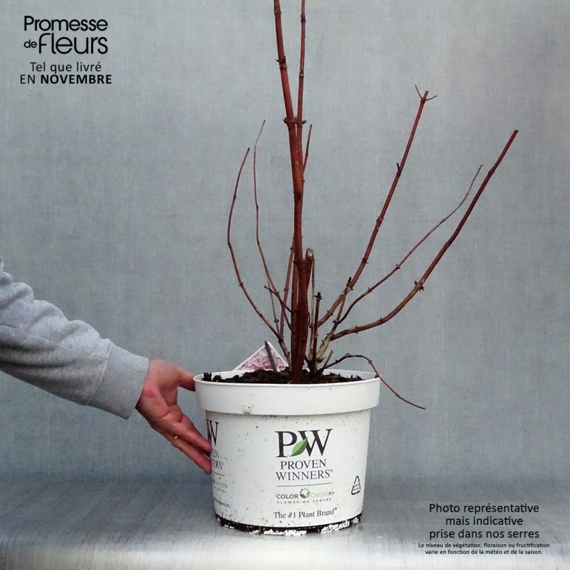 Przykładowy wygląd Hortensja krzewiasta Sweet Annabelle Doniczka 7,5L/10L w momencie dostawy jesienią