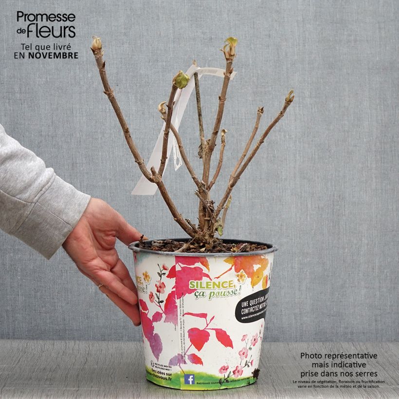 Przykładowy wygląd Hydrangea aspera subsp.sargentiana - Hortensja kosmata Doniczka 3L/4L w momencie dostawy jesienią