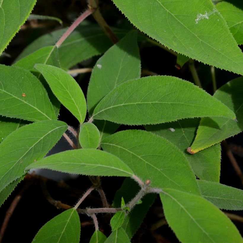 Hortensja kosmata Villosa (Ulistnienie)