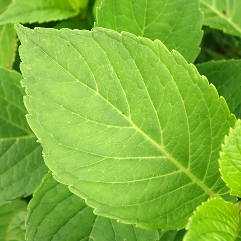 Hortensja ogrodowa Baron Rouge (Ulistnienie)