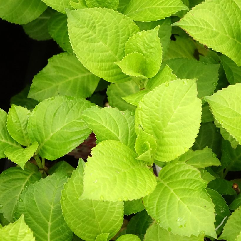 Hortensja ogrodowa Beautensia Dali (Ulistnienie)