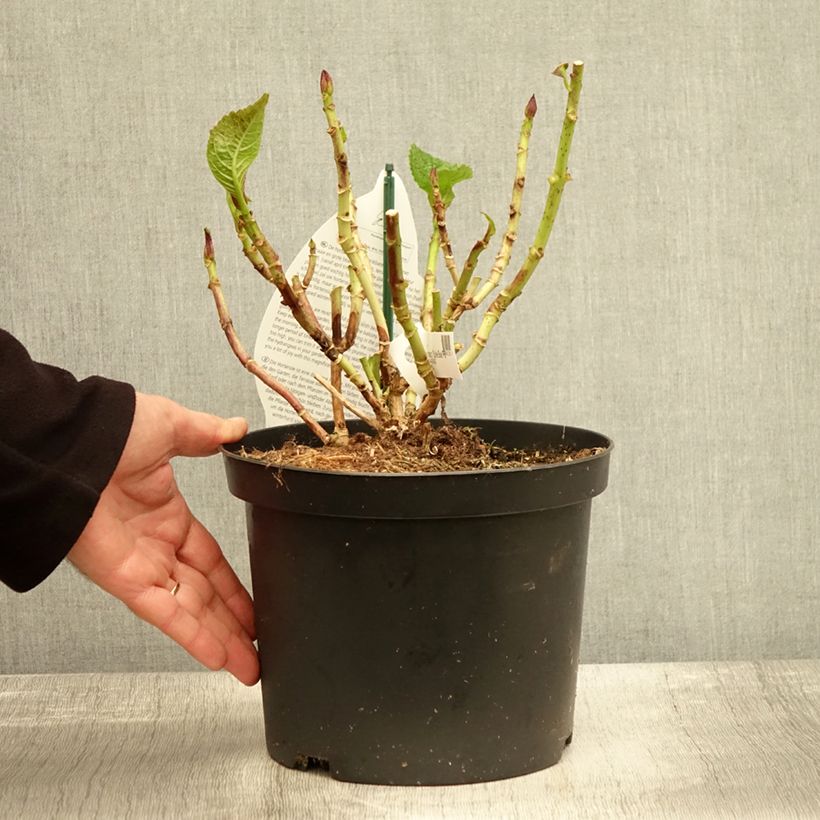 Przykładowy wygląd Hortensja ogrodowa Beautensia Spike Doniczka 4L/5L w momencie dostawy jesienią