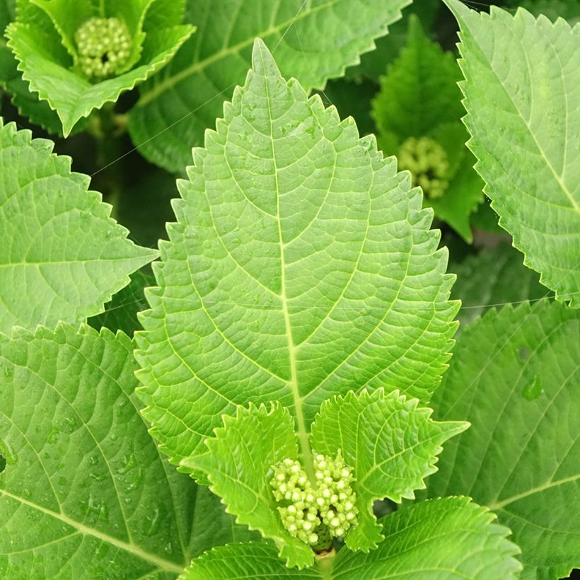 Hortensja ogrodowa Beautensia Spike (Ulistnienie)
