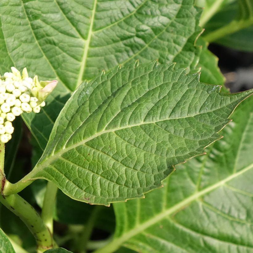 Hortensja ogrodowa Bloombuster (Ulistnienie)