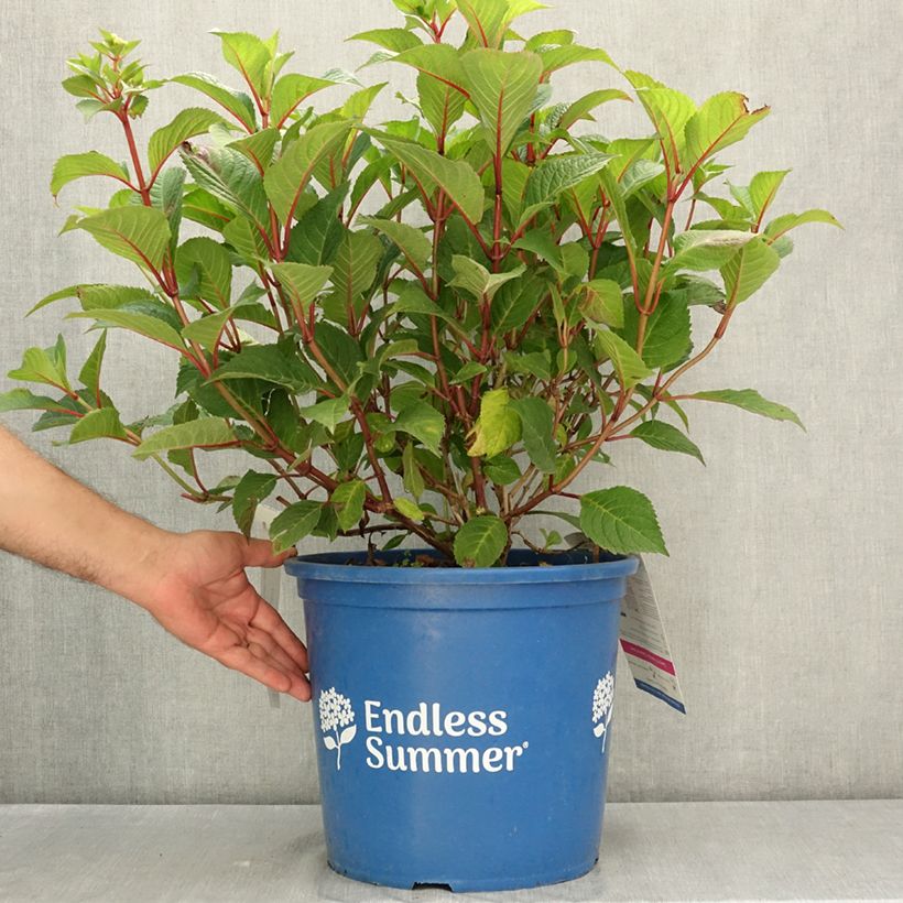 Przykładowy wygląd Hortensja ogrodowa Endless Summer Bloomstar Doniczka 12L/15L w momencie dostawy latem