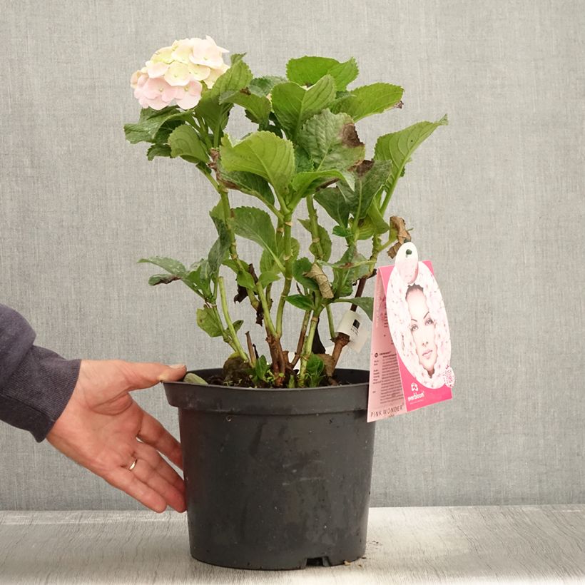 Przykładowy wygląd Hortensja ogrodowa Everbloom Pink Wonder Doniczka 4L/5L w momencie dostawy jesienią