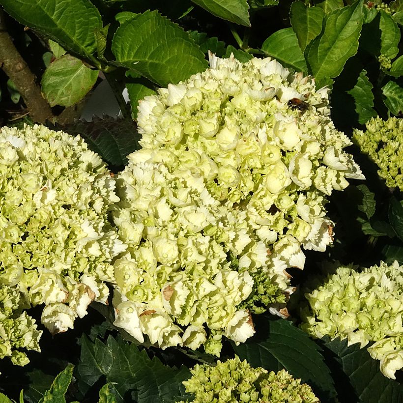 Hortensja ogrodowa Everbloom White Wonder (Kwitnienie)