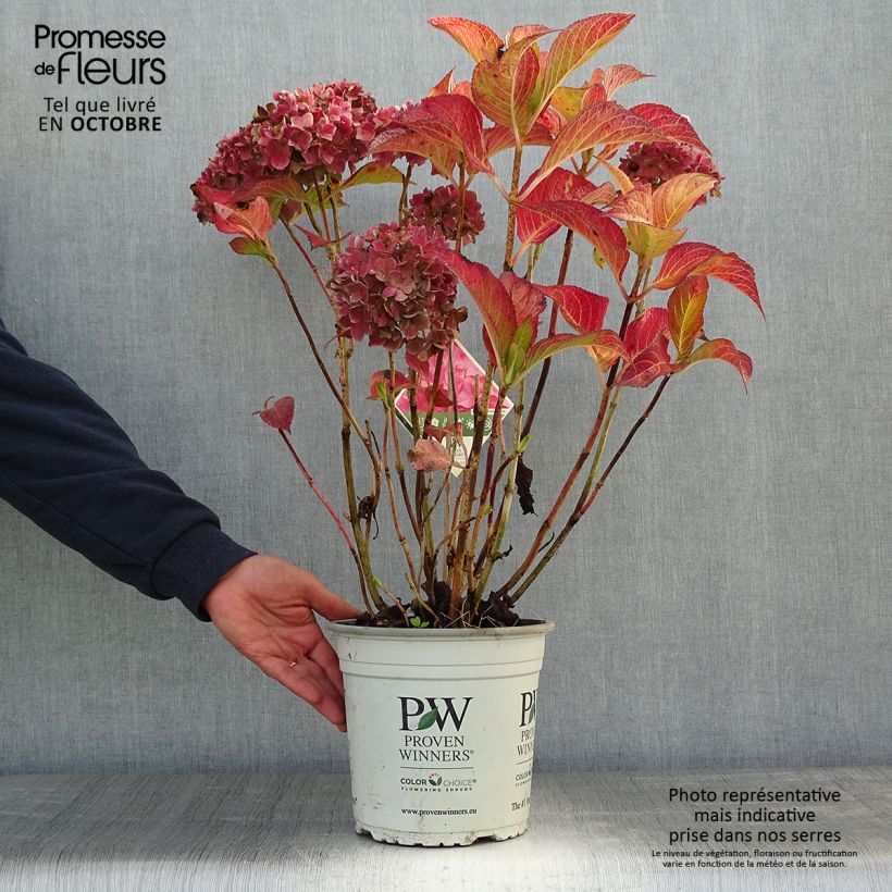 Przykładowy wygląd Hortensja ogrodowa Flair & Flavours Sweet Cupcake Doniczka 4L/5L w momencie dostawy jesienią