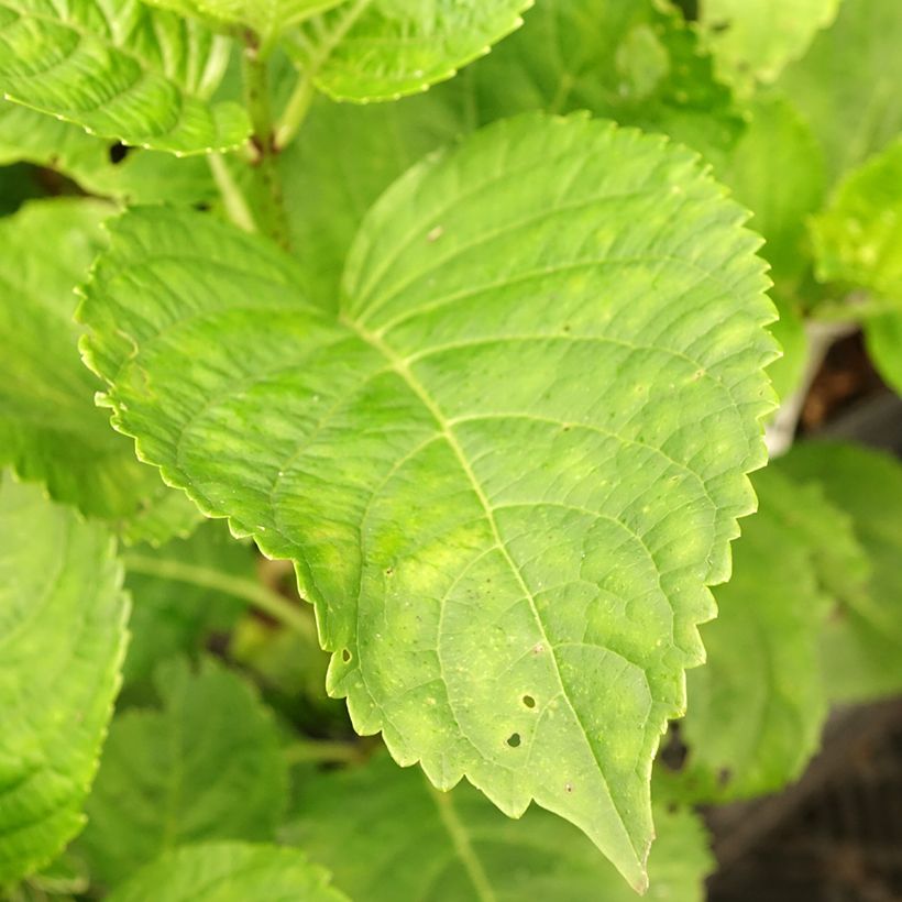 Hortensja ogrodowa Green Ever Belles (Ulistnienie)