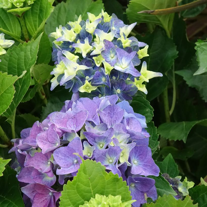 Hortensja ogrodowa Lady Mata Hari (Kwitnienie)