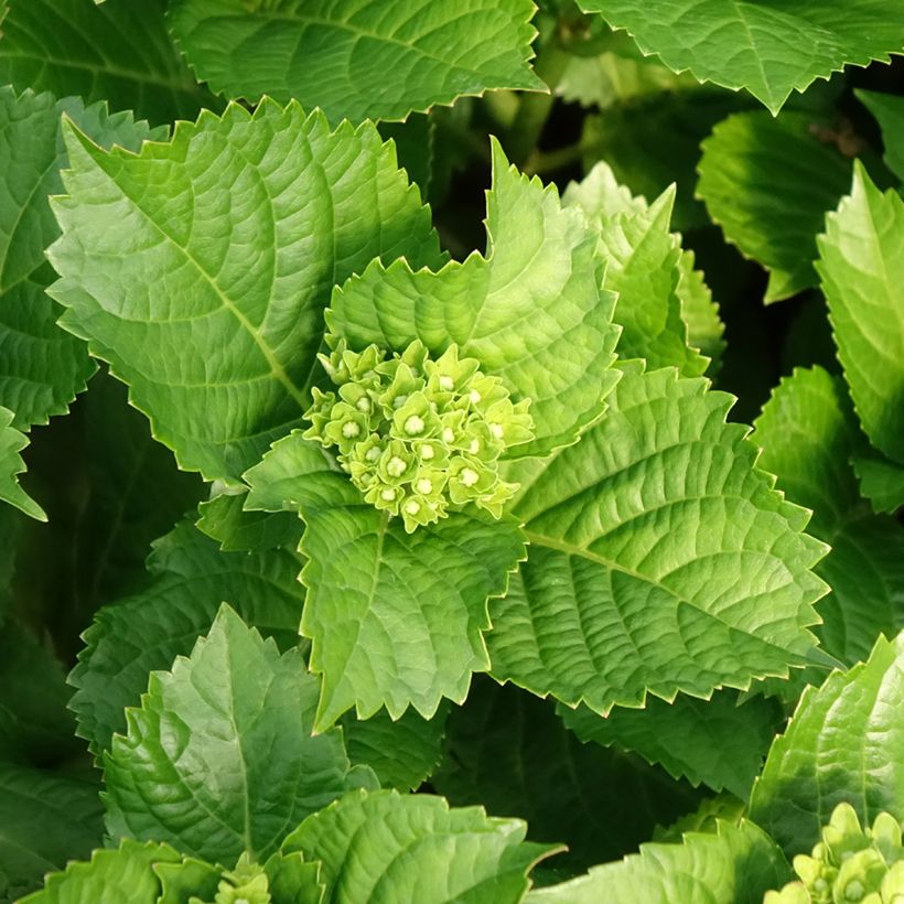 Hortensja ogrodowa Lady Mata Hari (Ulistnienie)