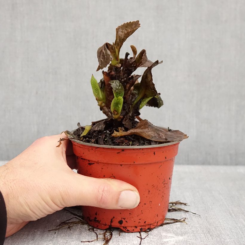 Przykładowy wygląd Hortensja ogrodowa Choco Love Doniczka 12 cm / 13 cm w momencie dostawy jesienią