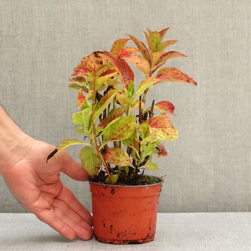 Przykładowy wygląd Hortensja ogrodowa Dark Pink Love Doniczka 12 cm / 13 cm w momencie dostawy jesienią