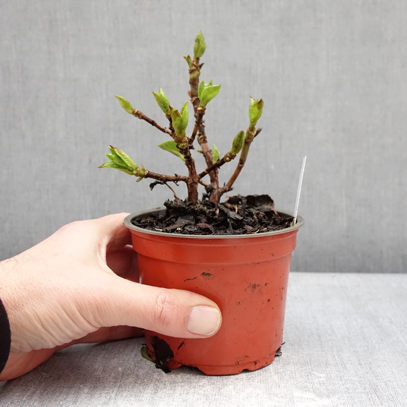 Przykładowy wygląd Hortensja ogrodowa Ferrari Love Doniczka 12 cm / 13 cm w momencie dostawy zimą