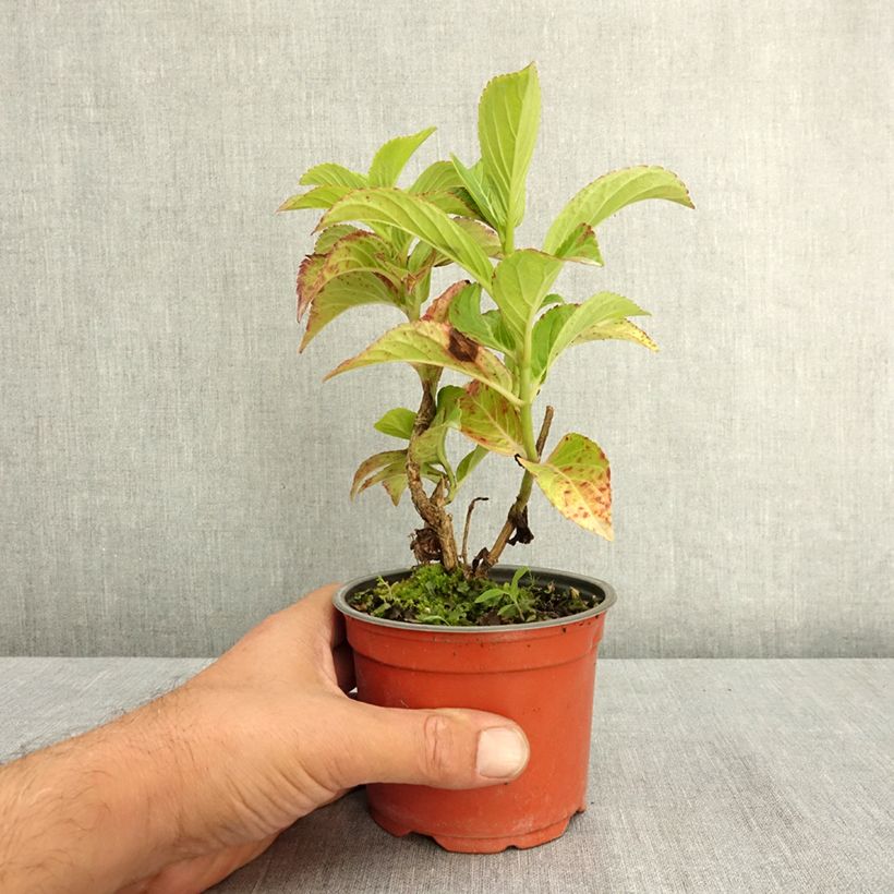 Przykładowy wygląd Hortensja ogrodowa Bella Pesche Doniczka 12 cm / 13 cm w momencie dostawy latem