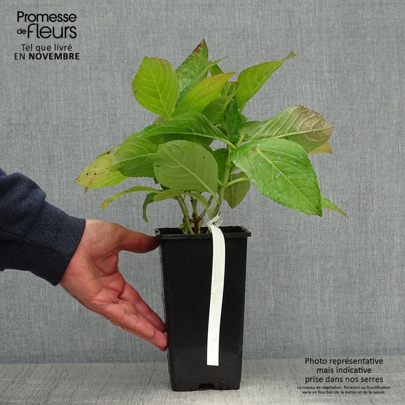 Przykładowy wygląd Hortensja ogrodowa You and Me Romance Doniczka 1,5L/2L w momencie dostawy jesienią