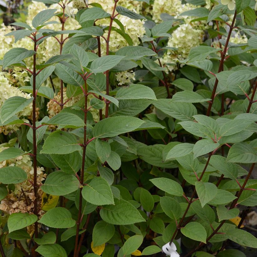 Hortensja bukietowa Early Sensation (Ulistnienie)
