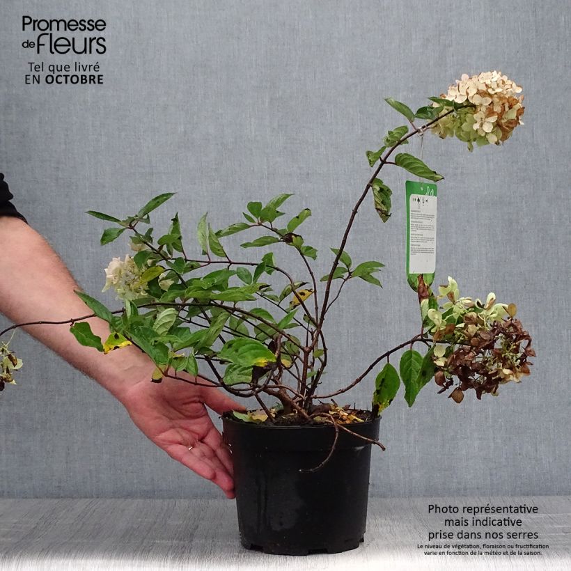 Przykładowy wygląd Hortensja bukietowa Grandiflora Doniczka 3L/4L w momencie dostawy jesienią
