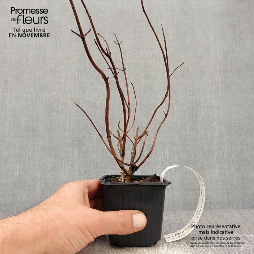Przykładowy wygląd Hortensja bukietowa Grandiflora Doniczka 8/9 cm w momencie dostawy jesienią