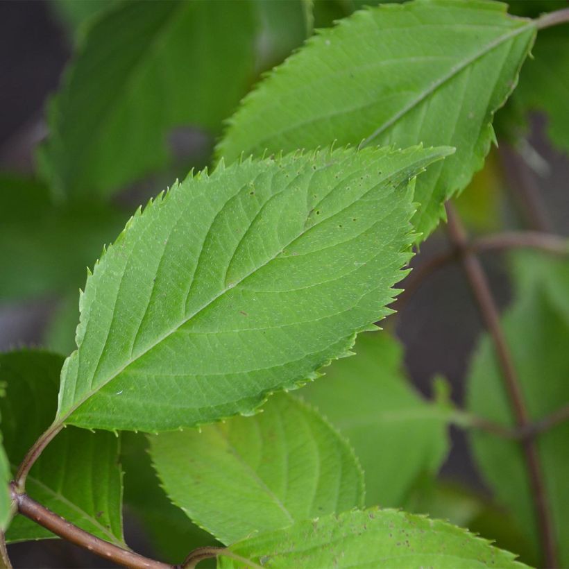 Hortensja bukietowa Levana (Ulistnienie)