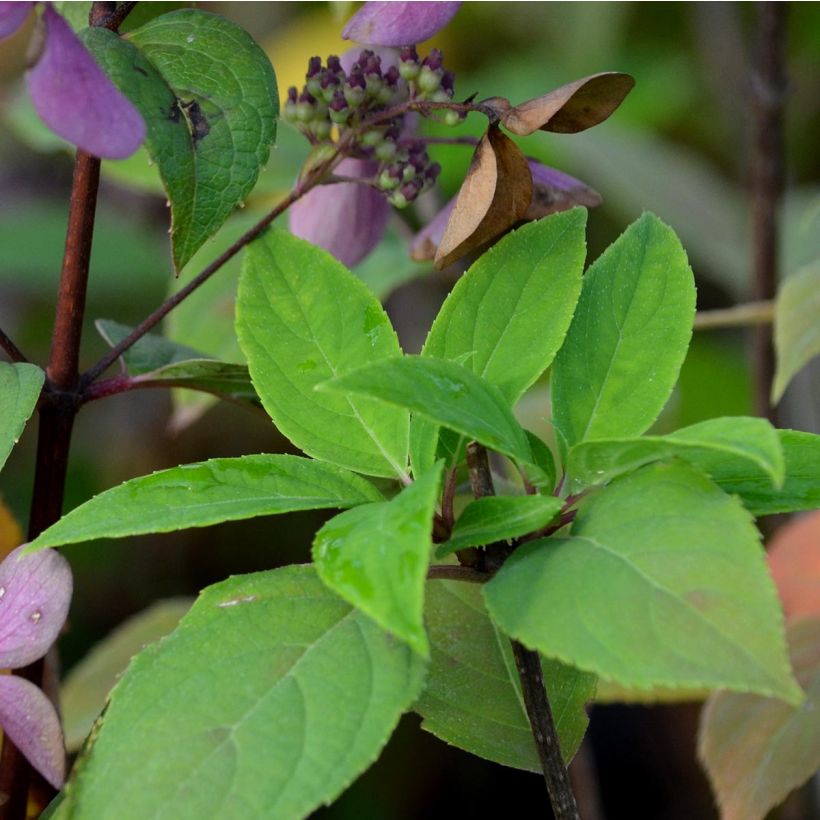 Hortensja bukietowa Little Lime (Ulistnienie)