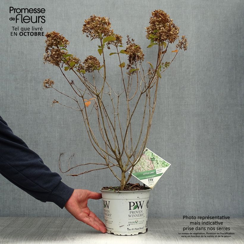 Przykładowy wygląd Hortensja bukietowa Little Lime Doniczka 3L/4L w momencie dostawy jesienią