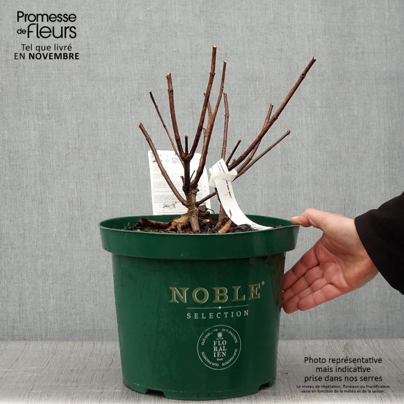 Przykładowy wygląd Hortensja bukietowa Silver Dollar Doniczka 7,5L/10L w momencie dostawy jesienią