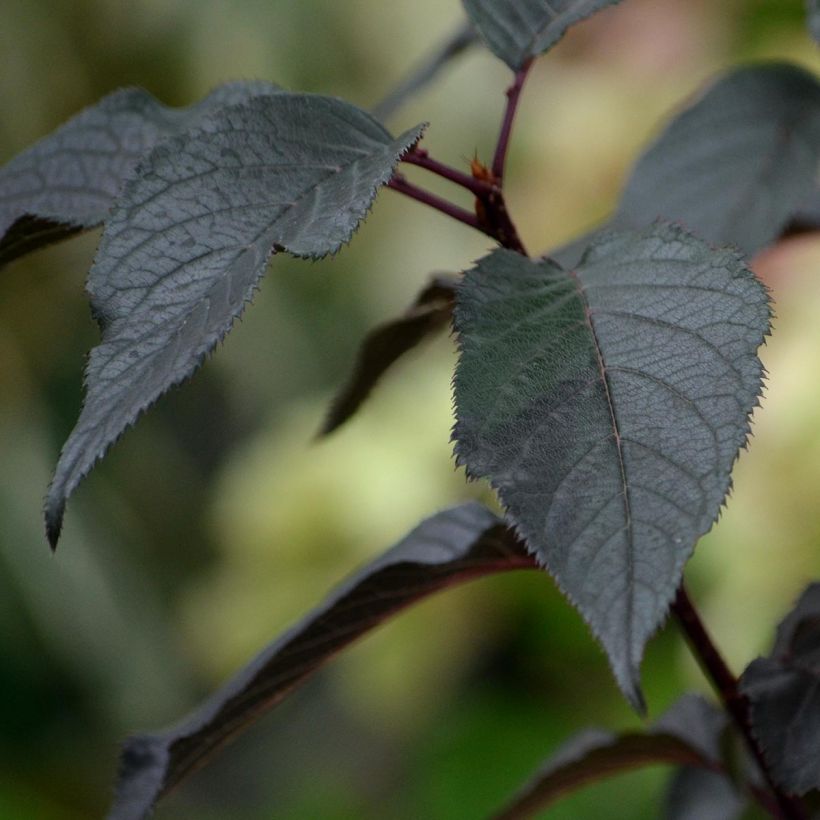 Hortensja bukietowa White Diamonds (Ulistnienie)