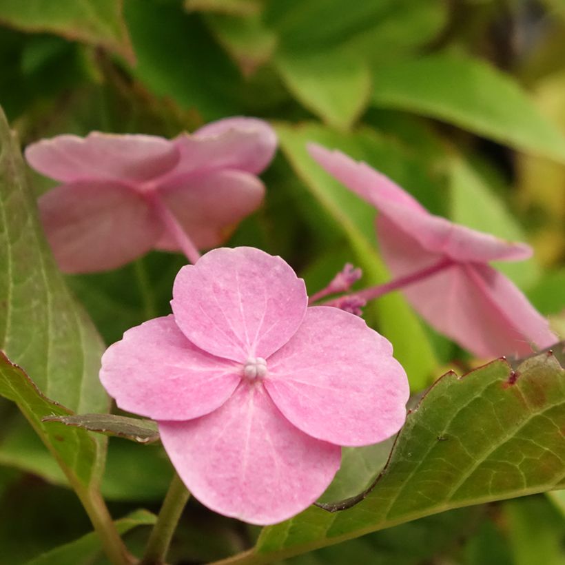 Hortensja piłkowana Cotton Candy (Kwitnienie)