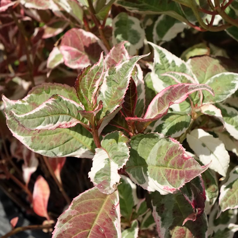Hortensja piłkowana Euphoria Pink (Ulistnienie)
