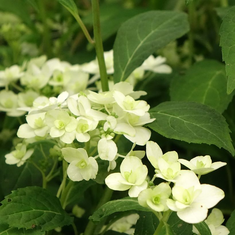 Hortensja piłkowana White on White (Kwitnienie)