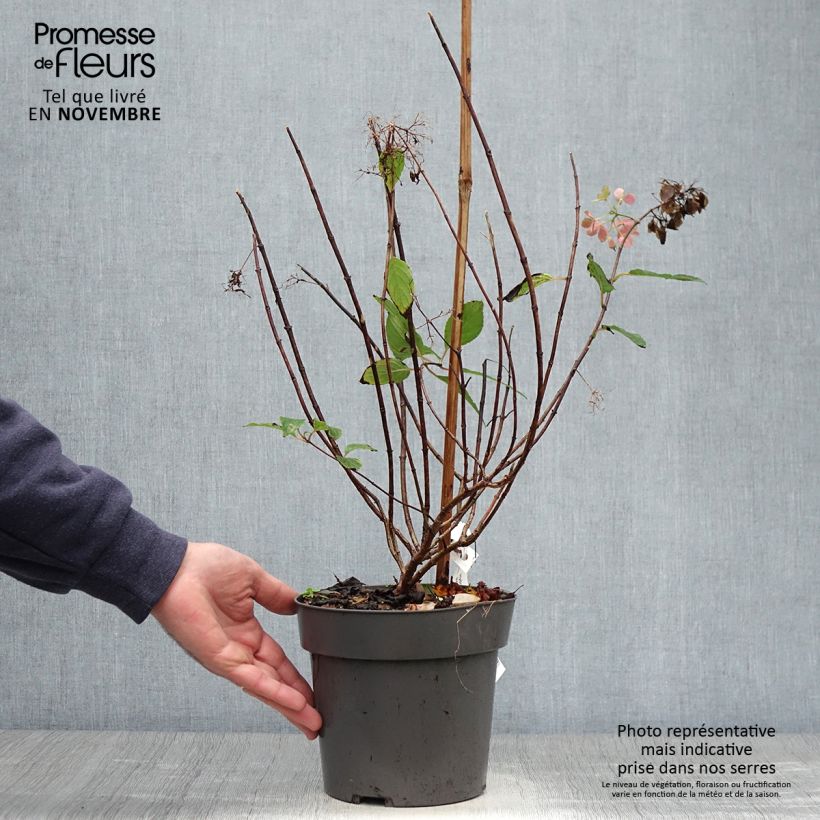 Przykładowy wygląd Hortensja bukietowa Little Fresco Doniczka 3L/4L w momencie dostawy jesienią