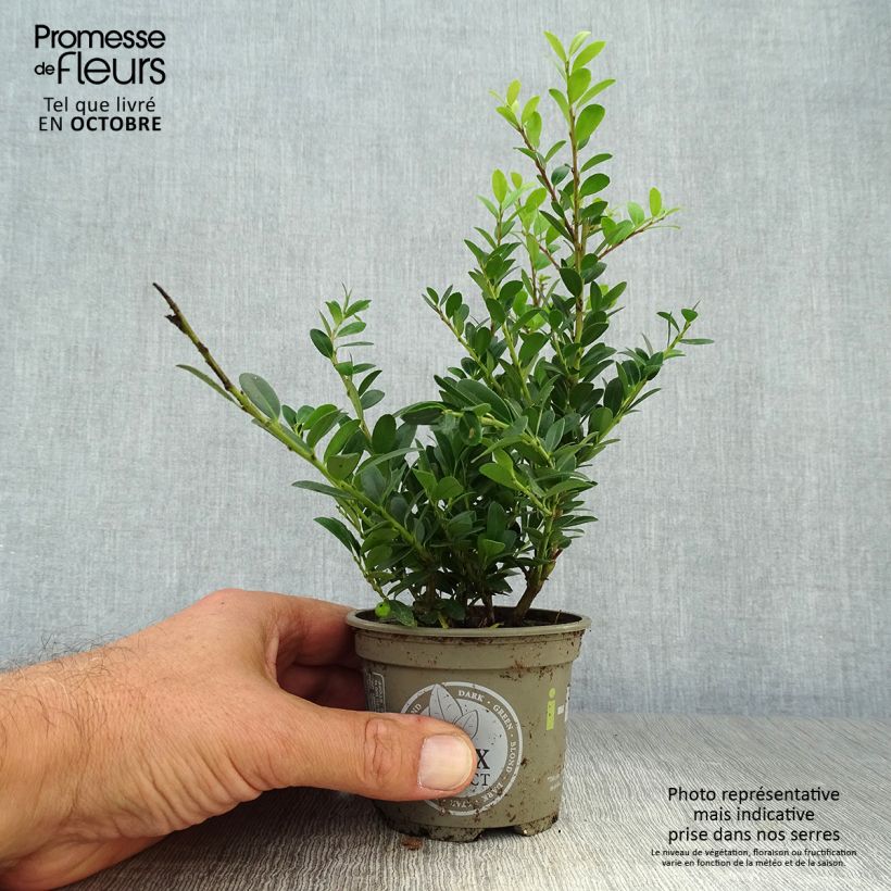 Przykładowy wygląd Ostrokrzew karbowanolistny Dark Green Doniczka 8/9 cm w momencie dostawy jesienią