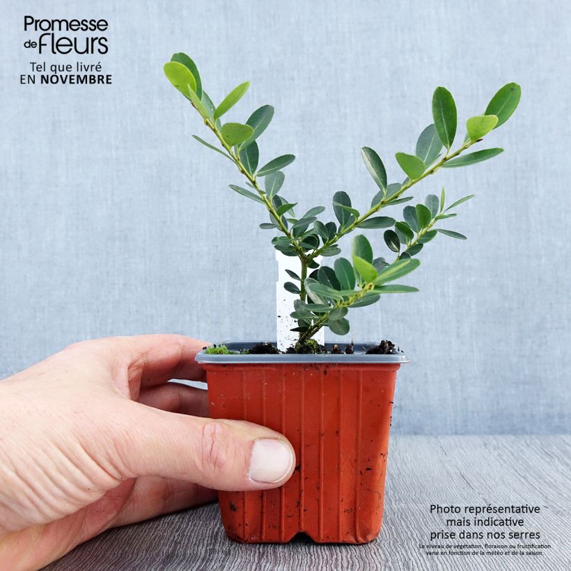 Przykładowy wygląd Ostrokrzew karbowanolistny Green Hedge Doniczka 8/9 cm w momencie dostawy jesienią