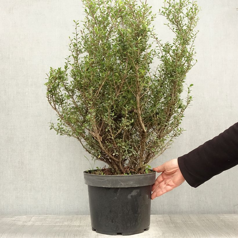 Przykładowy wygląd Ostrokrzew karbowanolistny Green Hedge Doniczka 7,5L/10L w momencie dostawy jesienią