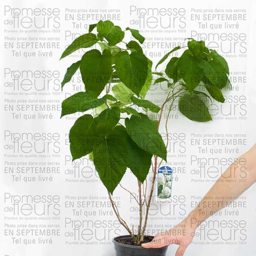 Przykładowy wygląd Hortensia arborescens Bella Anna Pot de 4L/5L, Buisson w momencie dostawy