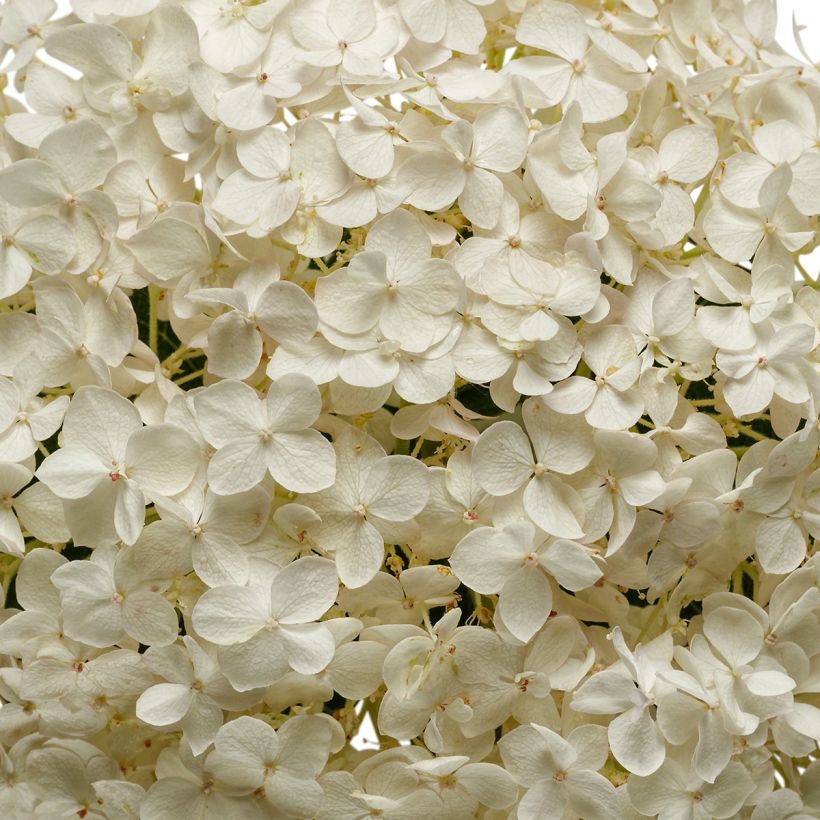 Hortensja krzewiasta Bellaragazza Blanchetta (Kwitnienie)