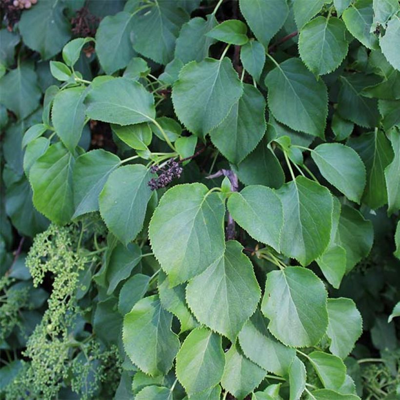 Hydrangea anomala subsp. petiolaris - Hortensja pnąca (Ulistnienie)