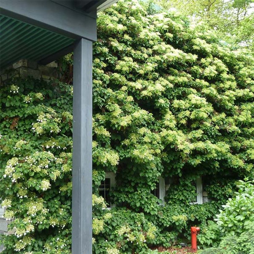 Hydrangea anomala subsp. petiolaris - Hortensja pnąca (Pokrój rośliny)