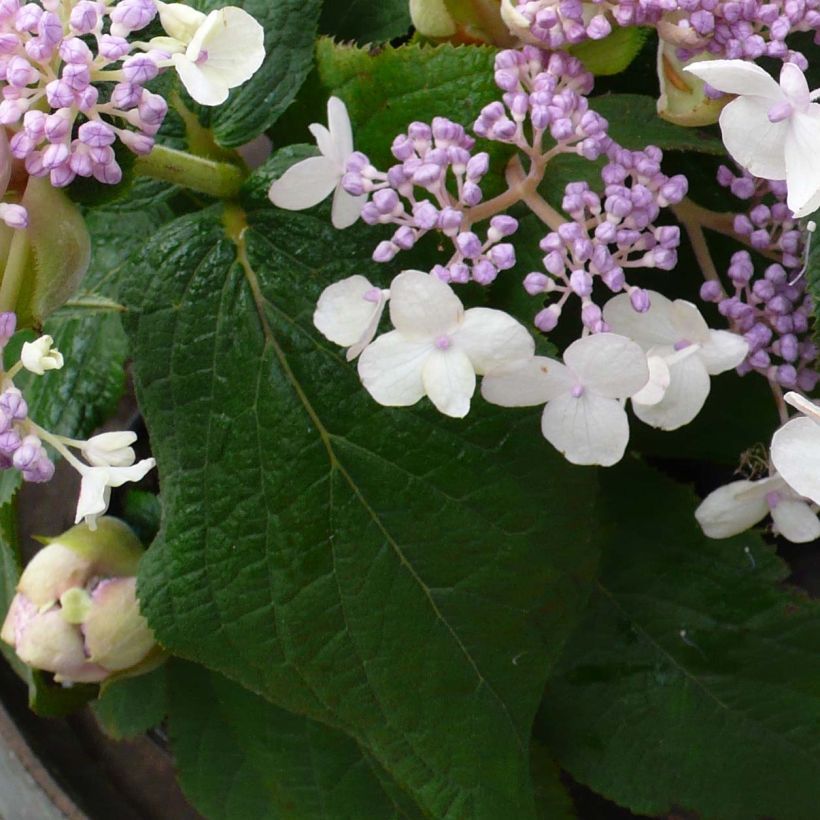 Hortensja otulona Late Love (Ulistnienie)