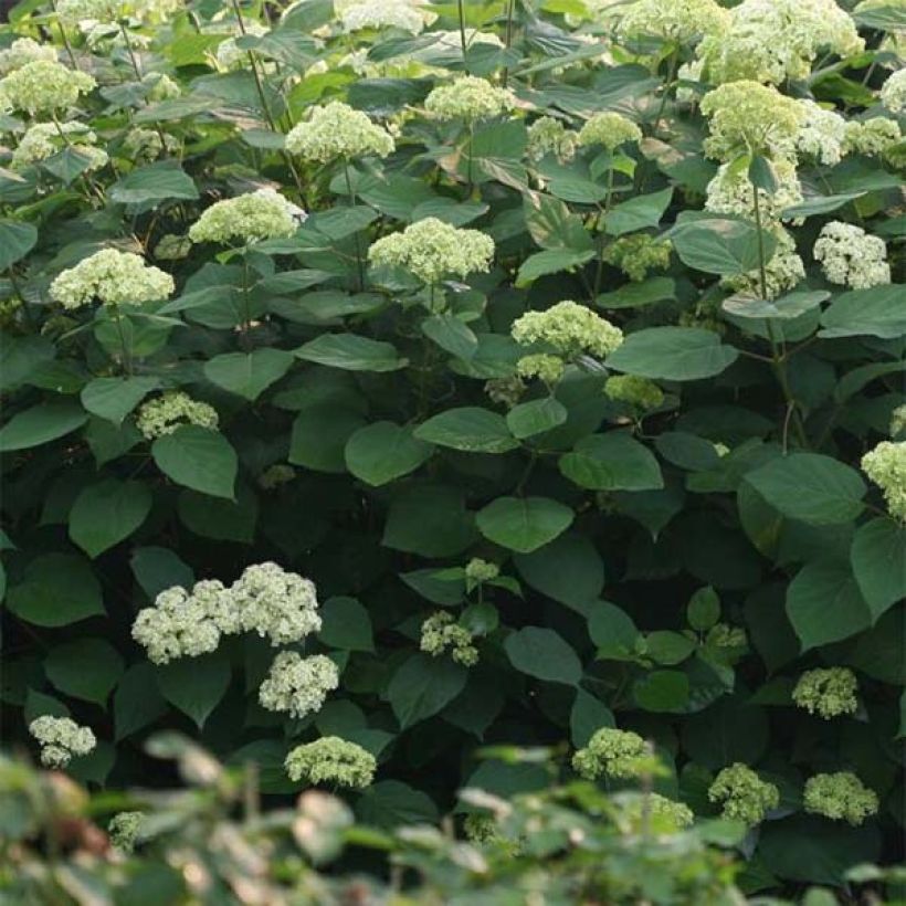 Hortensja krzewiasta Lime Rickey (Ulistnienie)