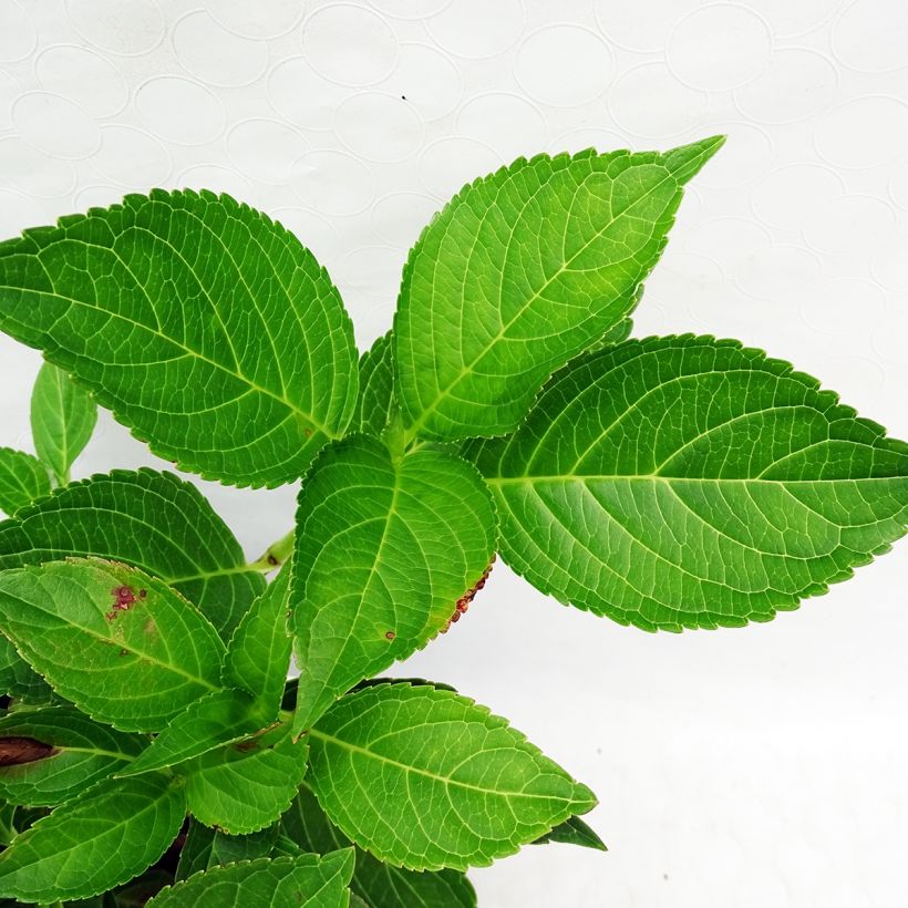 Hortensja ogrodowa Dolce Fragola (Ulistnienie)