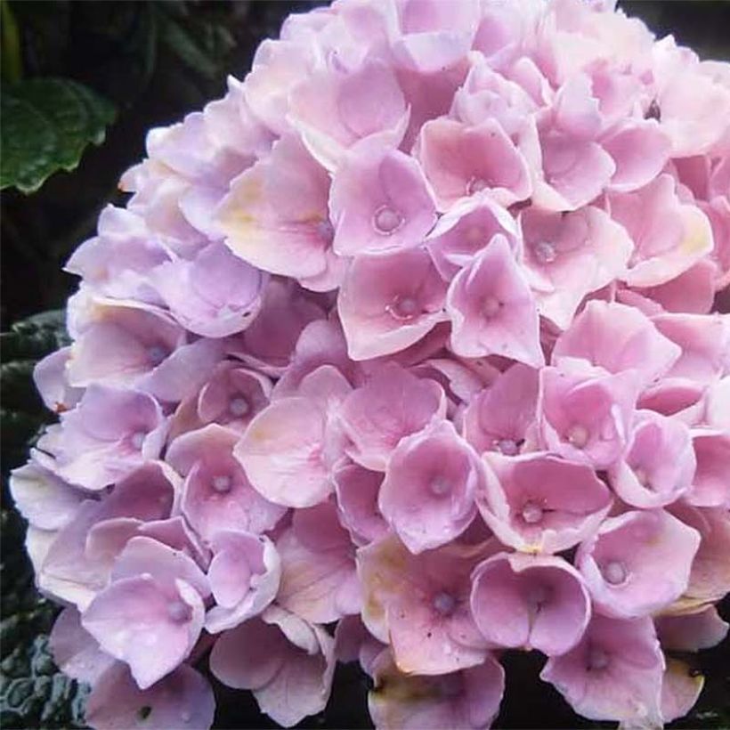 Hortensja ogrodowa Magical Revolution Rose (Kwitnienie)
