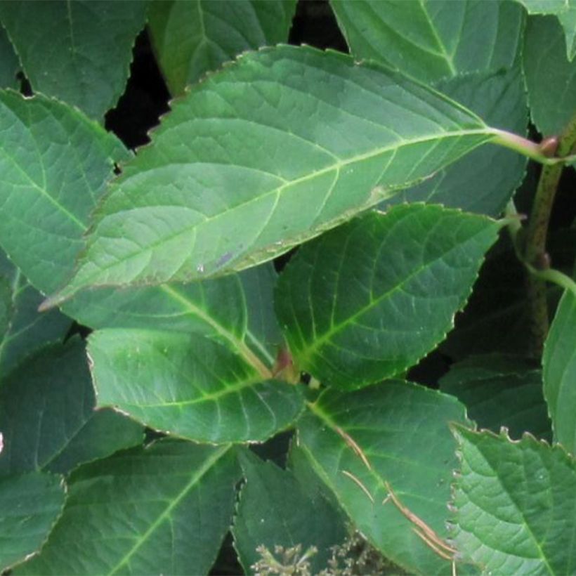 Hortensja ogrodowa Mariesii Perfecta (Ulistnienie)