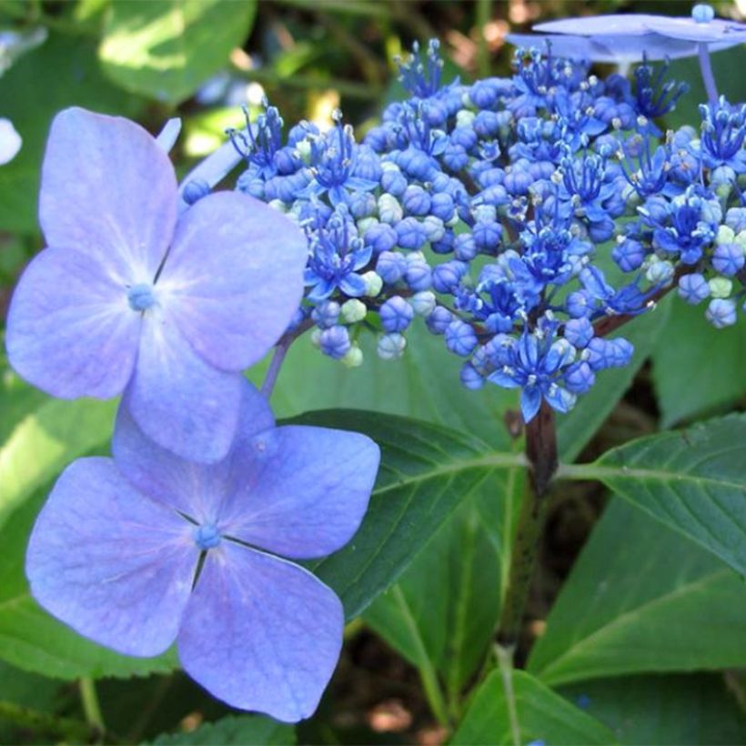 Hortensja ogrodowa Mariesii Perfecta (Kwitnienie)
