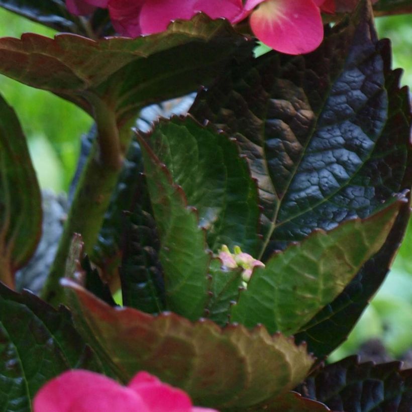 Hortensja ogrodowa Merveille Sanguine (Ulistnienie)