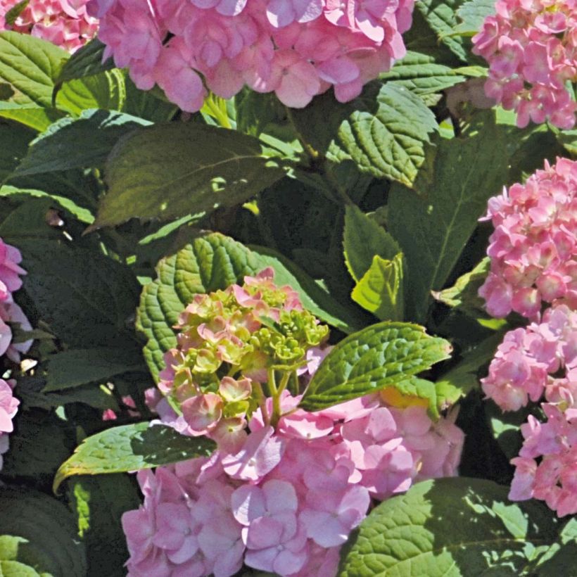 Hortensja ogrodowa So Long Rosy (Ulistnienie)
