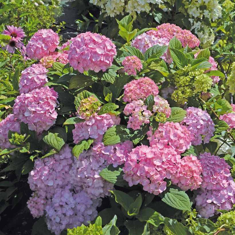Hortensja ogrodowa So Long Rosy (Pokrój rośliny)