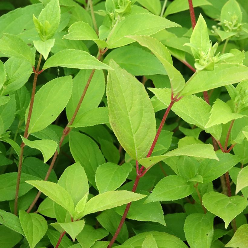 Hortensja bukietowa Confetti (Ulistnienie)