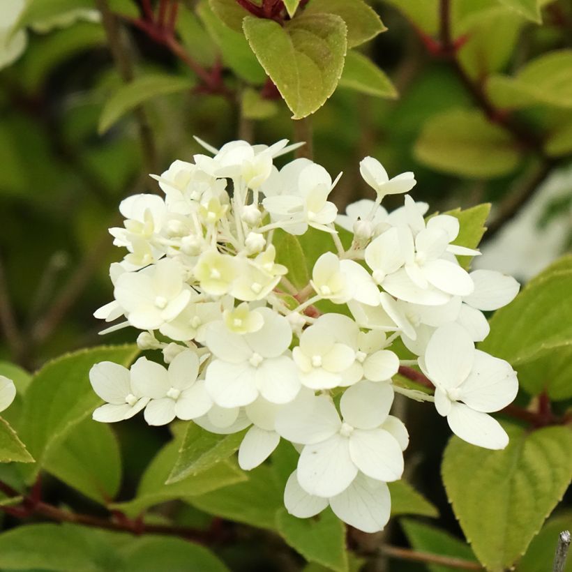Hortensja bukietowa Dharuma (Kwitnienie)